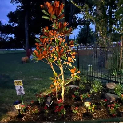 Magnolia tree in the lit landscaping at Magnolia RV Resort