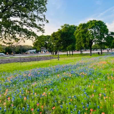 Texas bluebonnets in spring near Waco