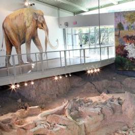 Waco Mammoth National Monument